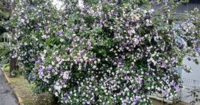 Primavera começa neste domingo