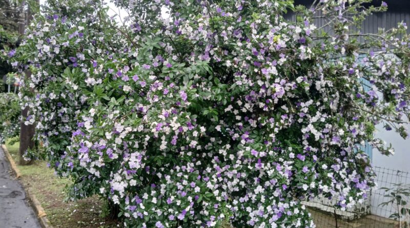 Primavera começa neste domingo